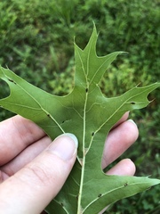 Callirhytis quercuscornigera
