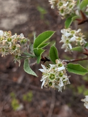 Amelanchier humilis