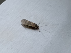 Hydropsychoidea