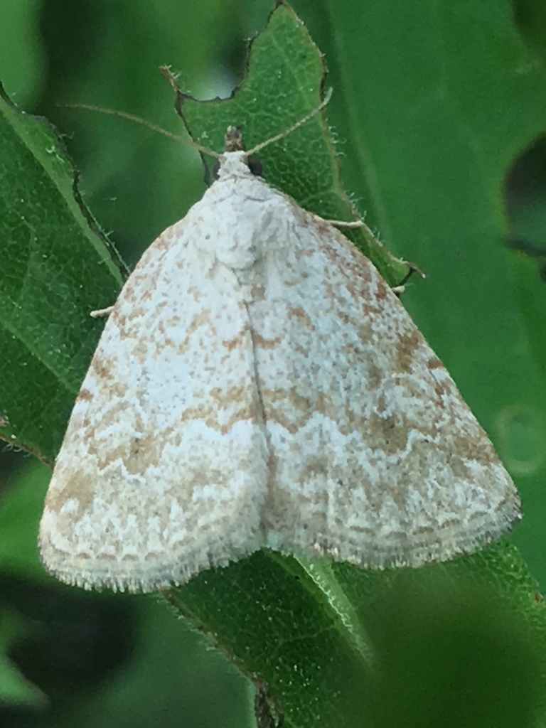 Pale Glyph