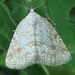 Pale Glyph - Photo (c) Ross Dickson, some rights reserved (CC BY-NC), uploaded by Ross Dickson