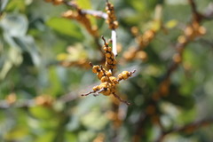 Cerococcus quercus