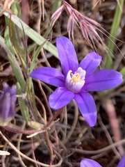 Brodiaea stellaris
