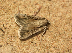 Dichagyris orientis