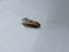 Hydropsychoidea