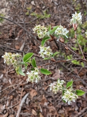 Amelanchier humilis