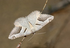 Digrammia tancrearia