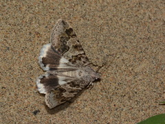 Drasteria flexuosa