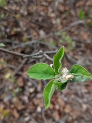 Amelanchier humilis