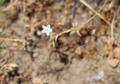 Leptosiphon liniflorus