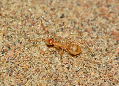 Cataglyphis pallida