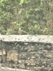 Streptopelia chinensis