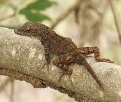 Anolis jubar