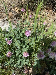 Trifolium kingii