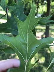 Callirhytis quercuscornigera