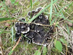 Thelephora cuticularis