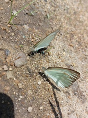 Ascia monuste monuste