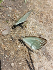 Ascia monuste monuste