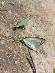 Ascia monuste monuste