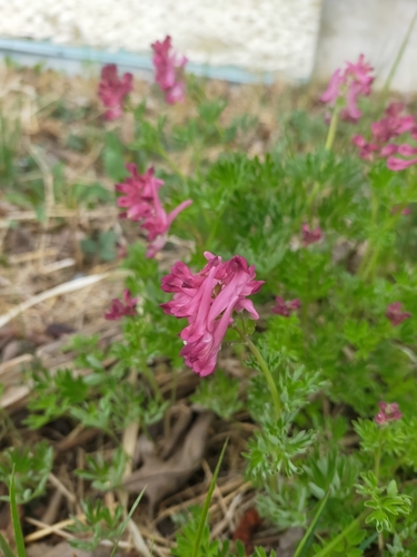 Corydalis buschii, photograph 3