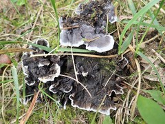 Thelephora cuticularis