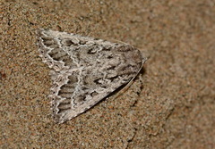 Heterographa fabrilis