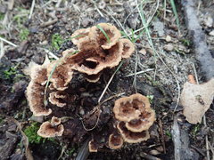 Thelephora americana