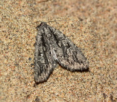 Heterographa thoenyi