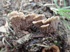 Thelephora americana