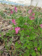 Corydalis buschii, photograph Viola Alekseeva, CC0, iNaturalist via GBIF