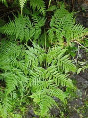 Pteris epaleata