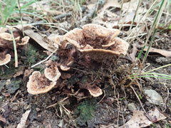 Thelephora americana