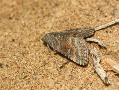 Pericyma albidentaria