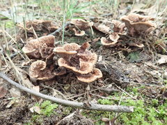 Thelephora americana