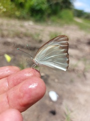 Ascia monuste monuste