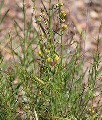 Penstemon heterophyllus australis
