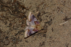 Periphanes delphinii