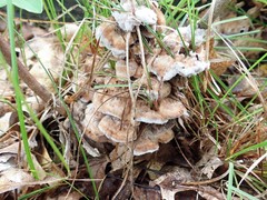 Thelephora americana