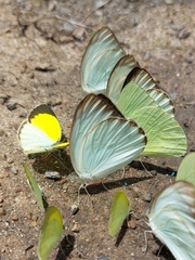 Ascia monuste monuste