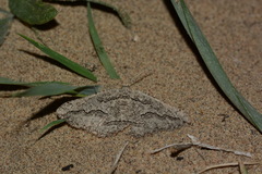 Phthonandria lederi