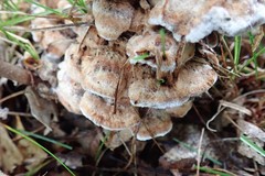 Thelephora americana