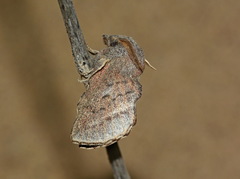 Phyllodesma alice