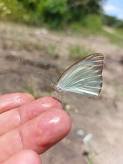 Ascia monuste monuste