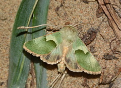 Rhodocleptria feildi