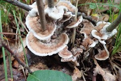 Thelephora americana