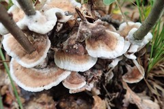 Thelephora americana