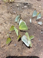 Ascia monuste monuste