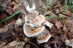 Thelephora americana