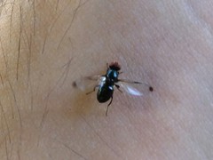 Seioptera vibrans
