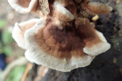 Thelephora americana